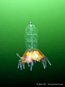Siphonophore - Physophora hydrostatica by Jorn Ari 